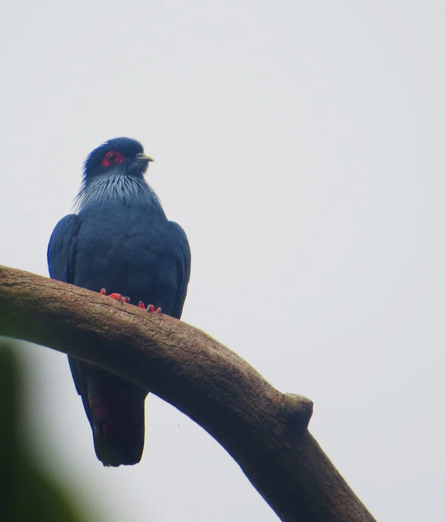 马岛蓝鸠(Alectroenas madagascariensis)