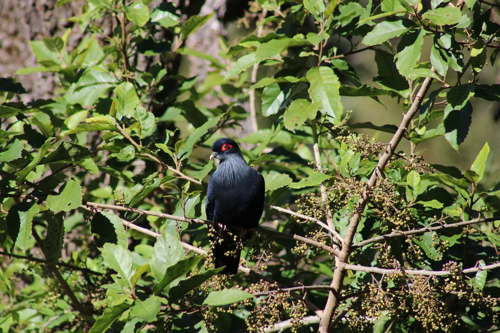 马岛蓝鸠(Alectroenas madagascariensis)