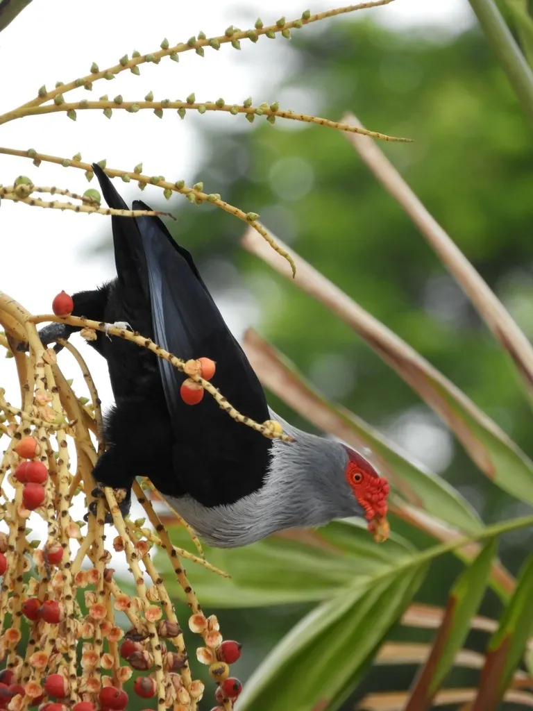 红冠蓝鸠(Alectroenas pulcherrimus)