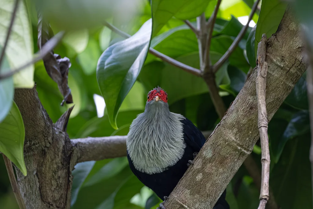 红冠蓝鸠(Alectroenas pulcherrimus)