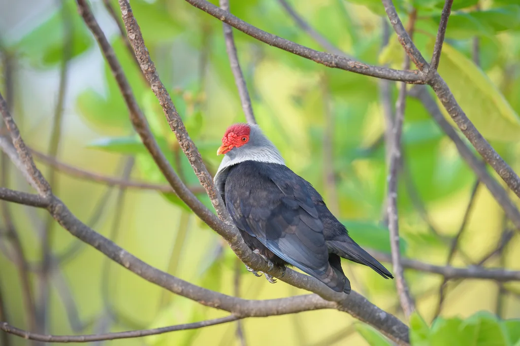红冠蓝鸠(Alectroenas pulcherrimus)