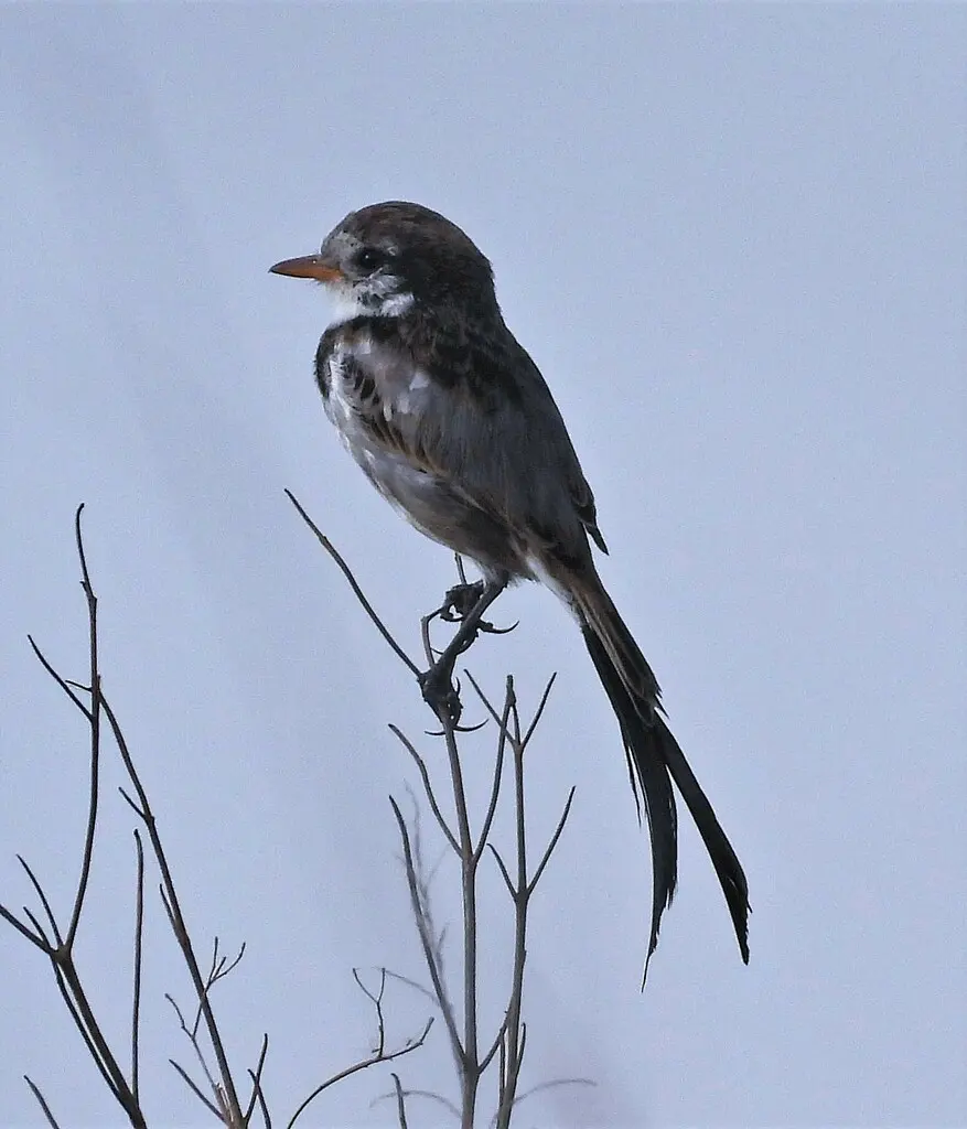 异尾霸鹟(Alectrurus risora)