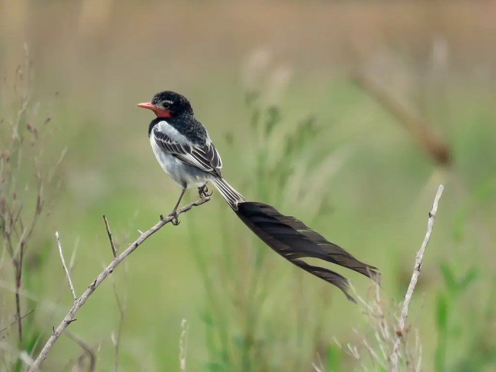 异尾霸鹟(Alectrurus risora)