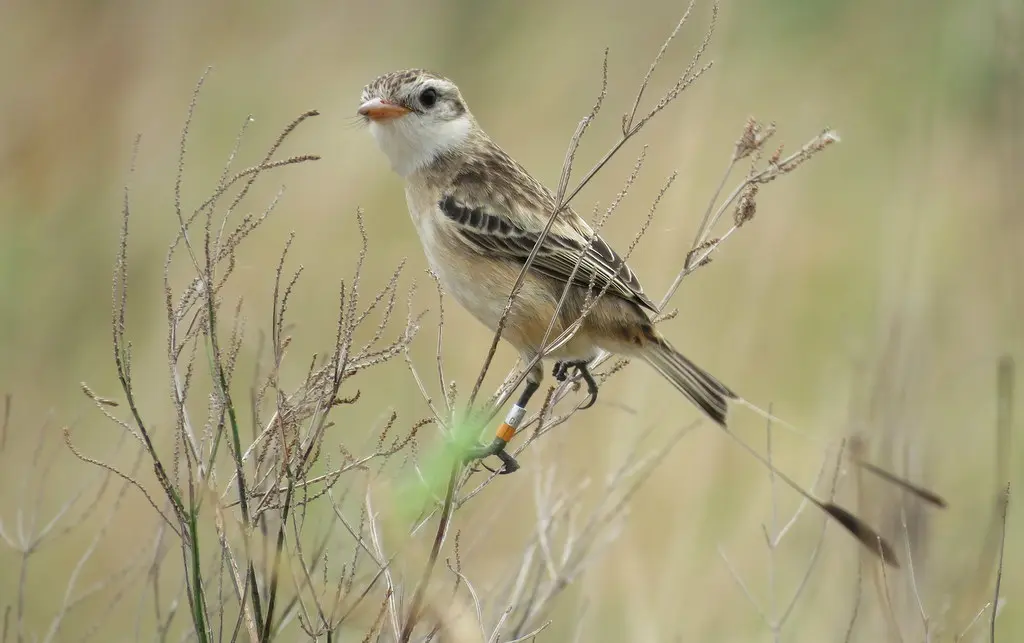 异尾霸鹟(Alectrurus risora)
