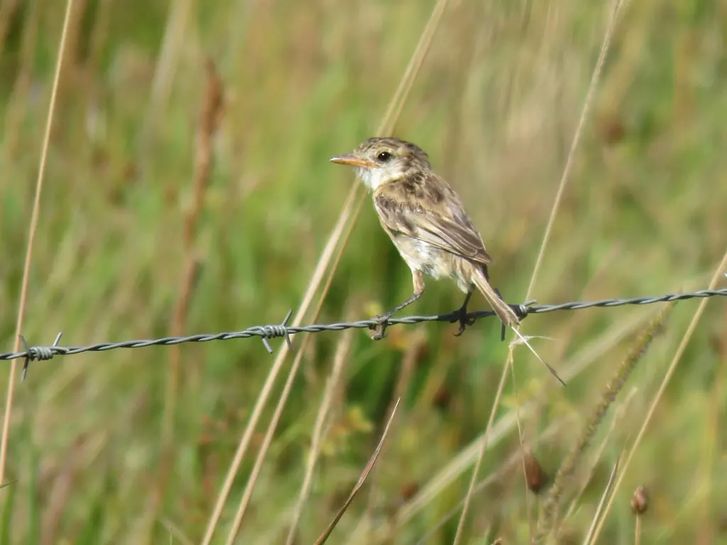 异尾霸鹟(Alectrurus risora)