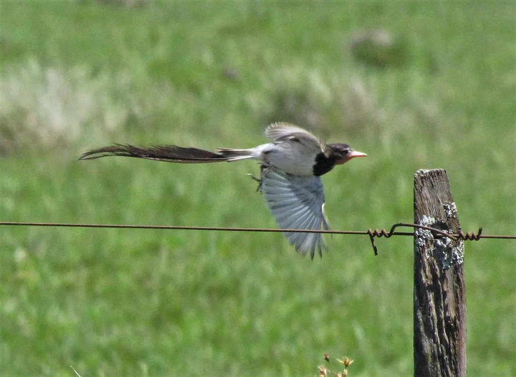 异尾霸鹟(Alectrurus risora)