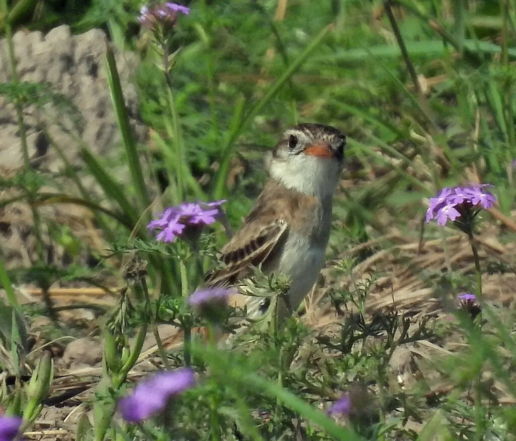 异尾霸鹟(Alectrurus risora)