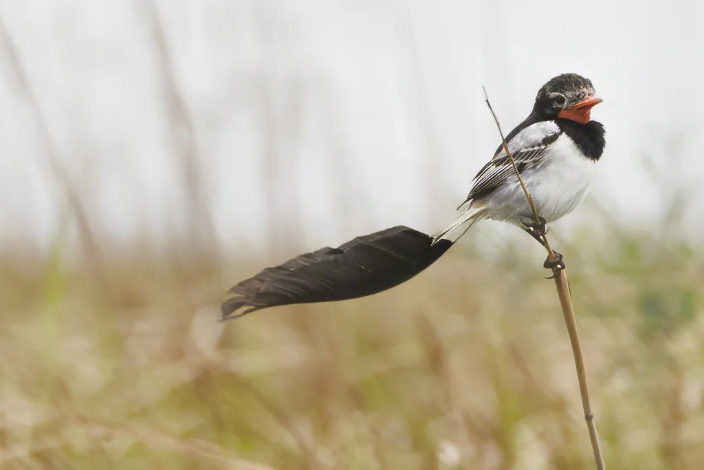 异尾霸鹟(Alectrurus risora)