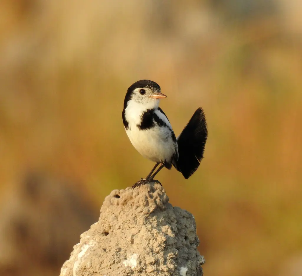 鸡尾霸鹟(Alectrurus tricolor)