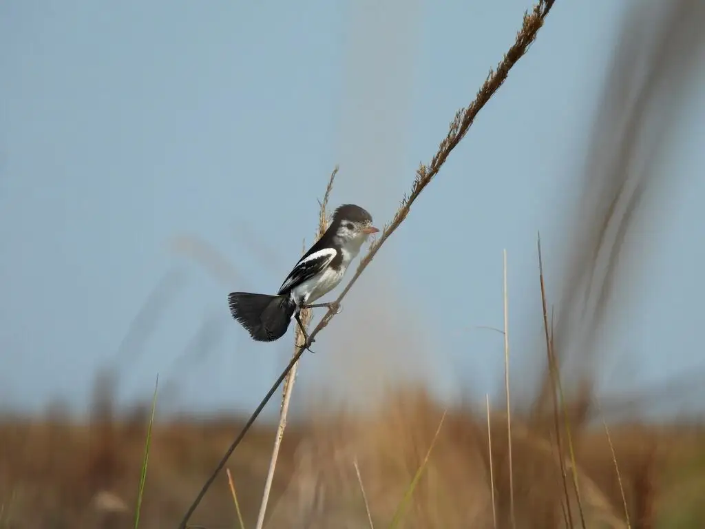 鸡尾霸鹟(Alectrurus tricolor)