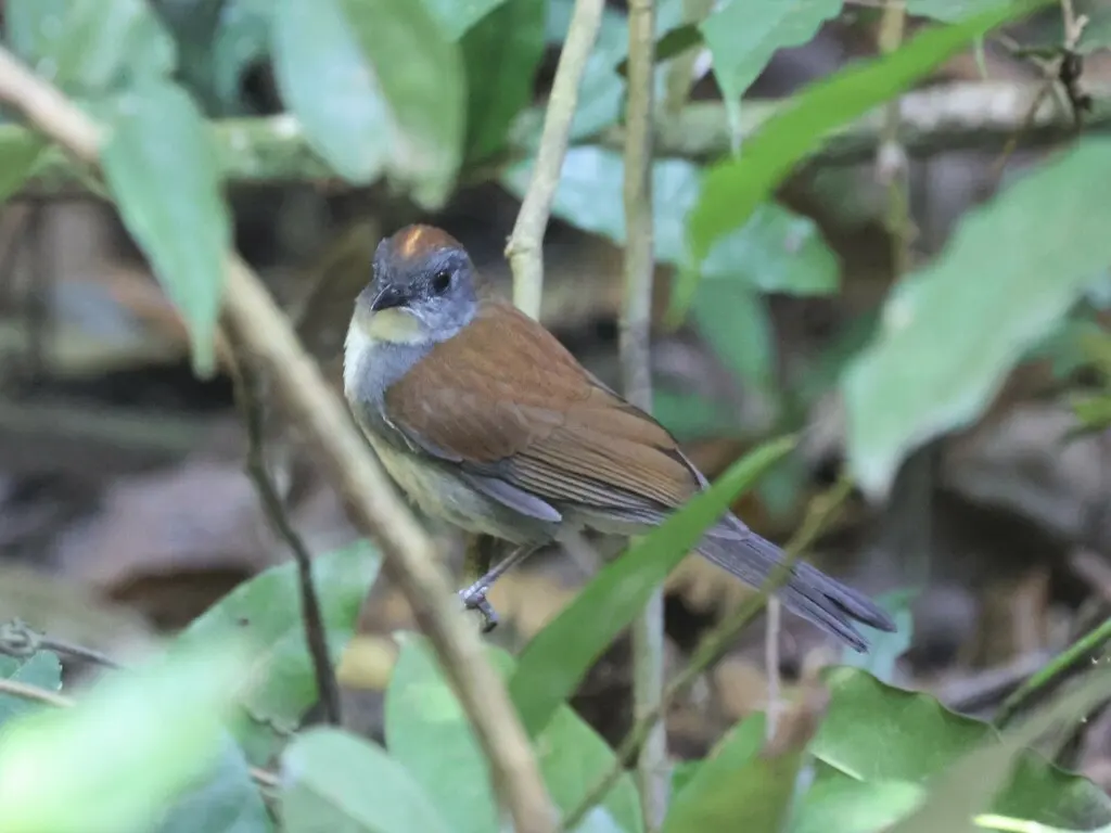 红冠鸲鸫(Alethe castanea)