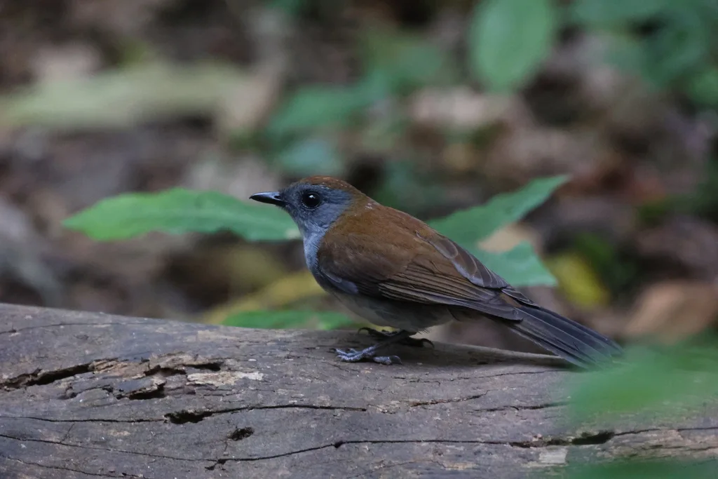 红冠鸲鸫(Alethe castanea)