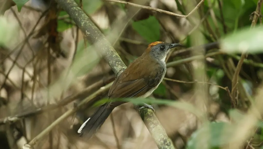 白尾鸲鸫(Alethe diademata)