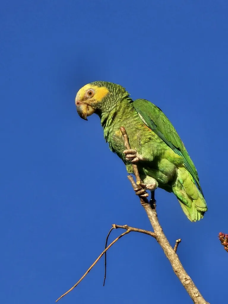 黄颊鹦哥(Alipiopsitta xanthops)