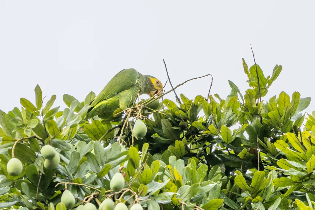 黄颊鹦哥(Alipiopsitta xanthops)