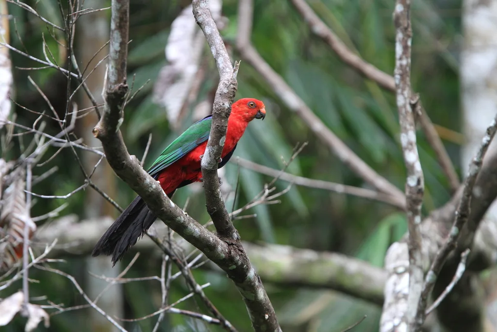 安汶王鹦鹉(Alisterus amboinensis)