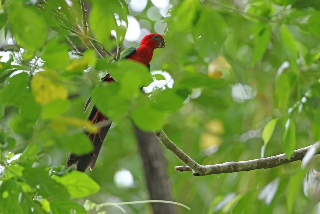 安汶王鹦鹉(Alisterus amboinensis)