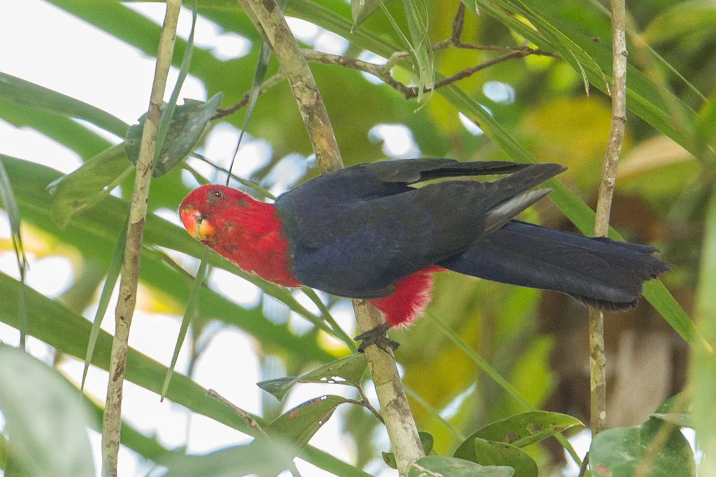 安汶王鹦鹉(Alisterus amboinensis)