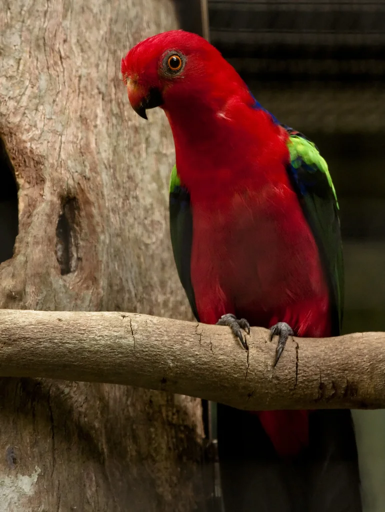 绿翅王鹦鹉(Alisterus chloropterus)