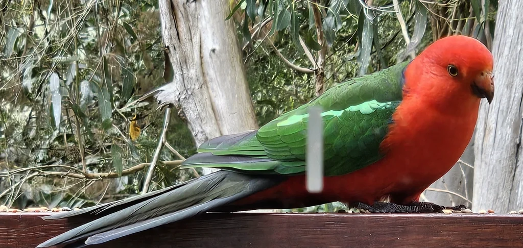 澳洲王鹦鹉(Alisterus scapularis)