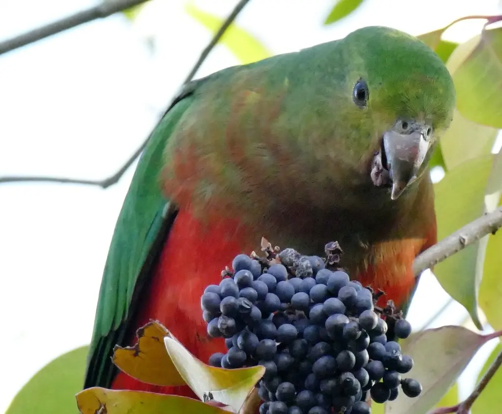 澳洲王鹦鹉(Alisterus scapularis)