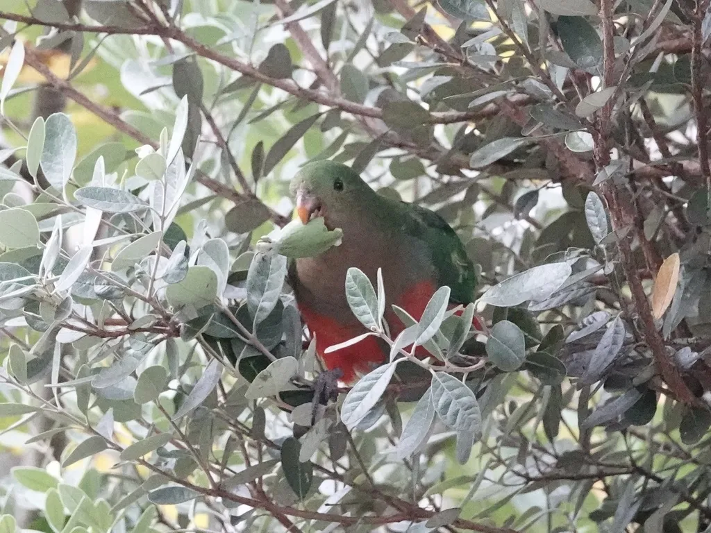 澳洲王鹦鹉(Alisterus scapularis)