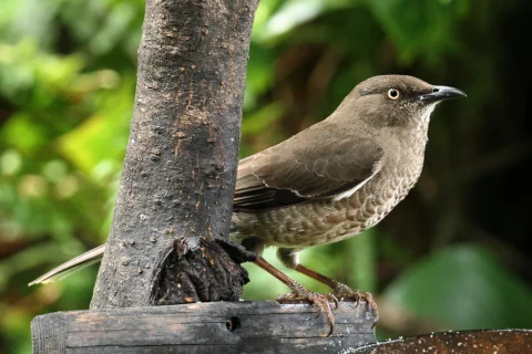 鳞胸嘲鸫