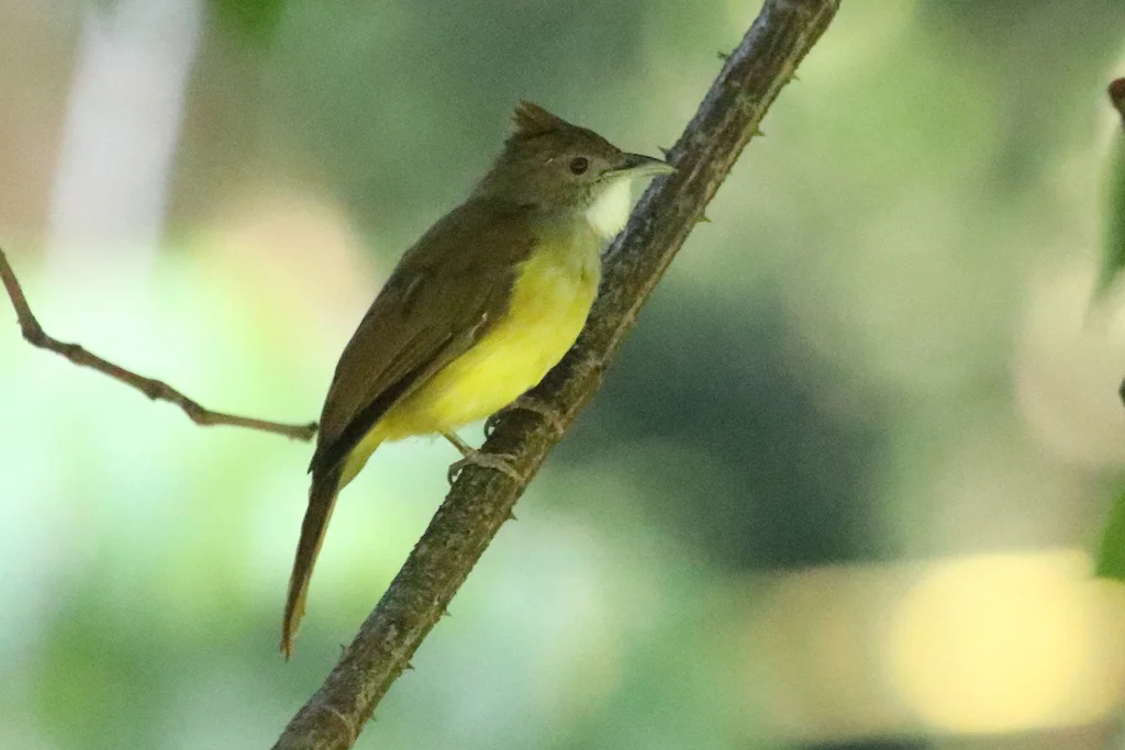 褐颊冠鹎（Alophoixus bres）