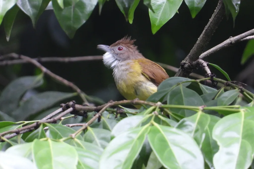 褐颊冠鹎（Alophoixus bres）