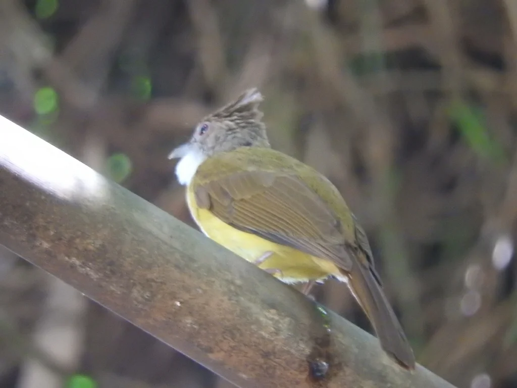 褐颊冠鹎（Alophoixus bres）