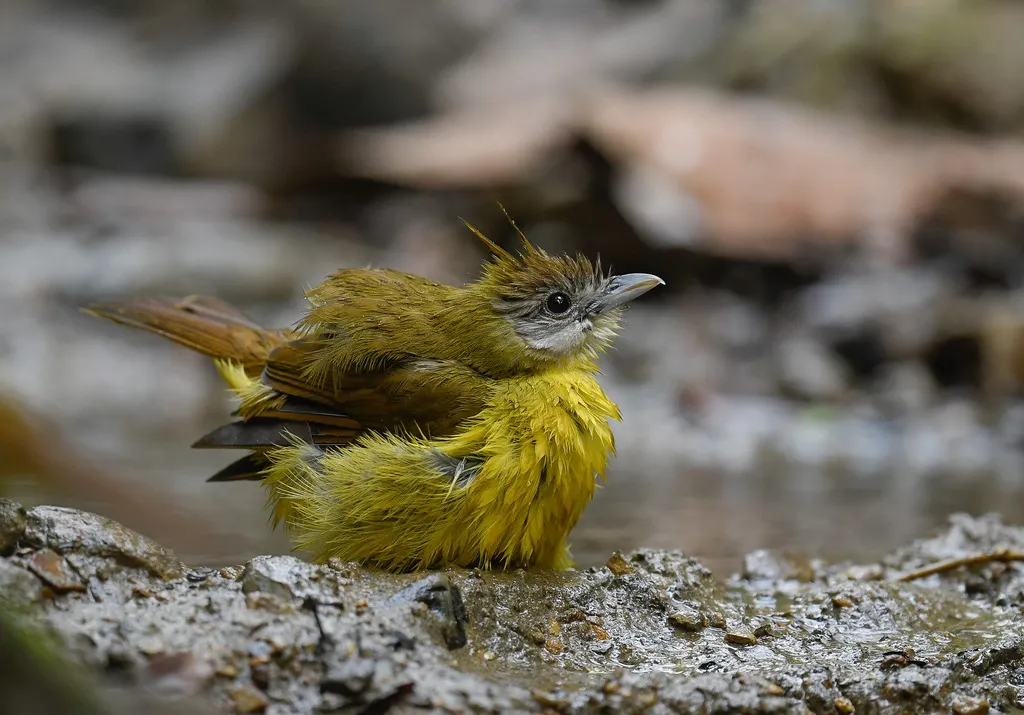 黄腹冠鹎(Alophoixus flaveolus)