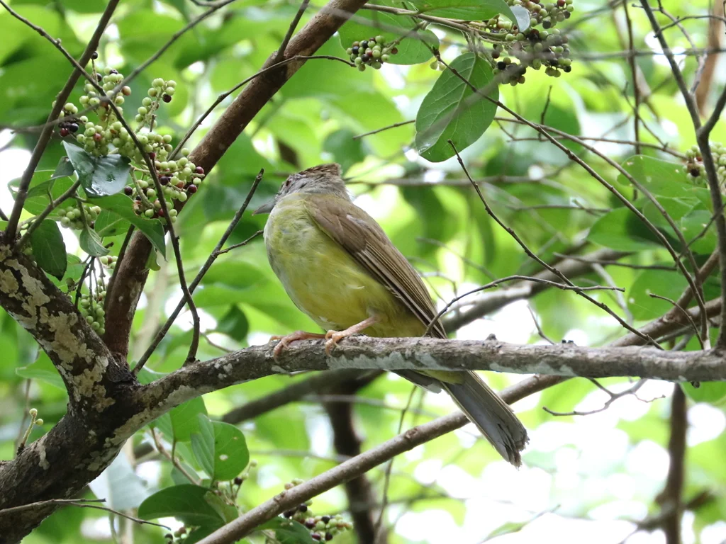 巴拉望冠鹎(Alophoixus frater)