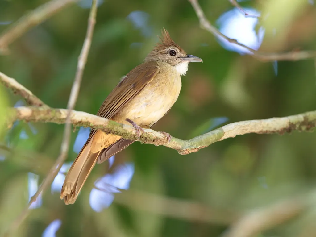 白喉褐冠鹎(Alophoixus ochraceus)