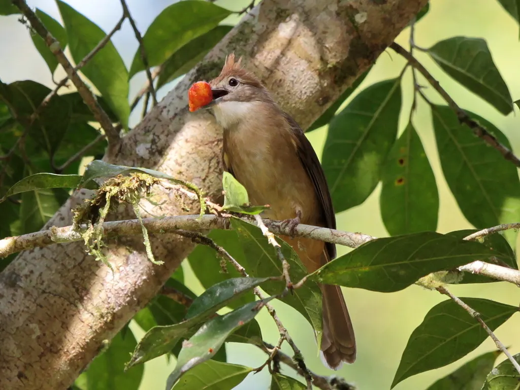 白喉褐冠鹎(Alophoixus ochraceus)
