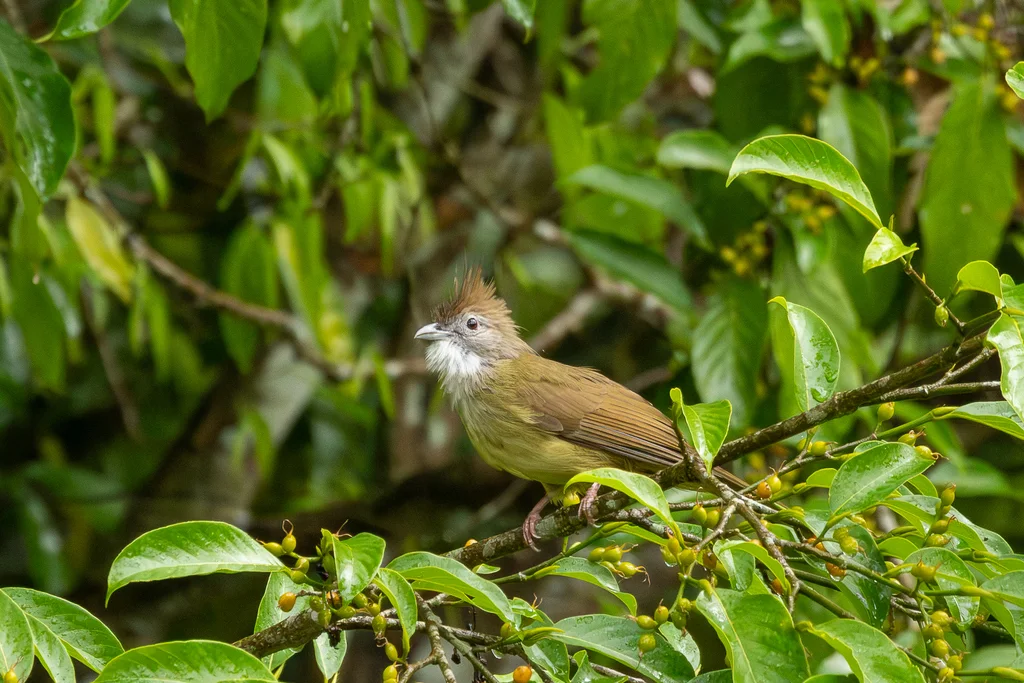 白喉冠鹎(Alophoixus pallidus)