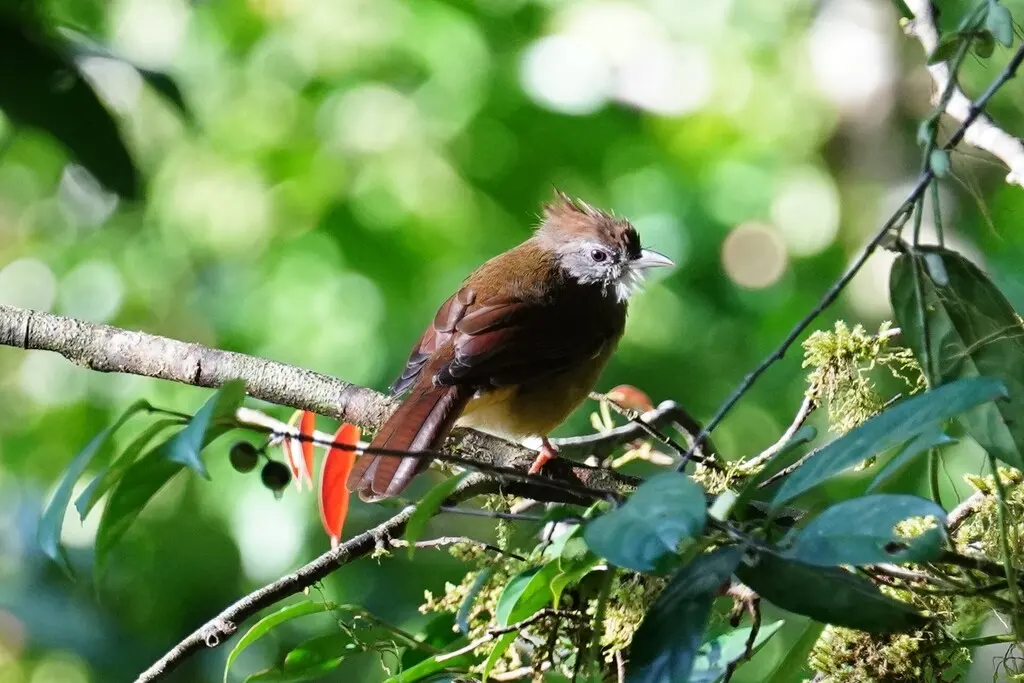 白喉冠鹎(Alophoixus pallidus)