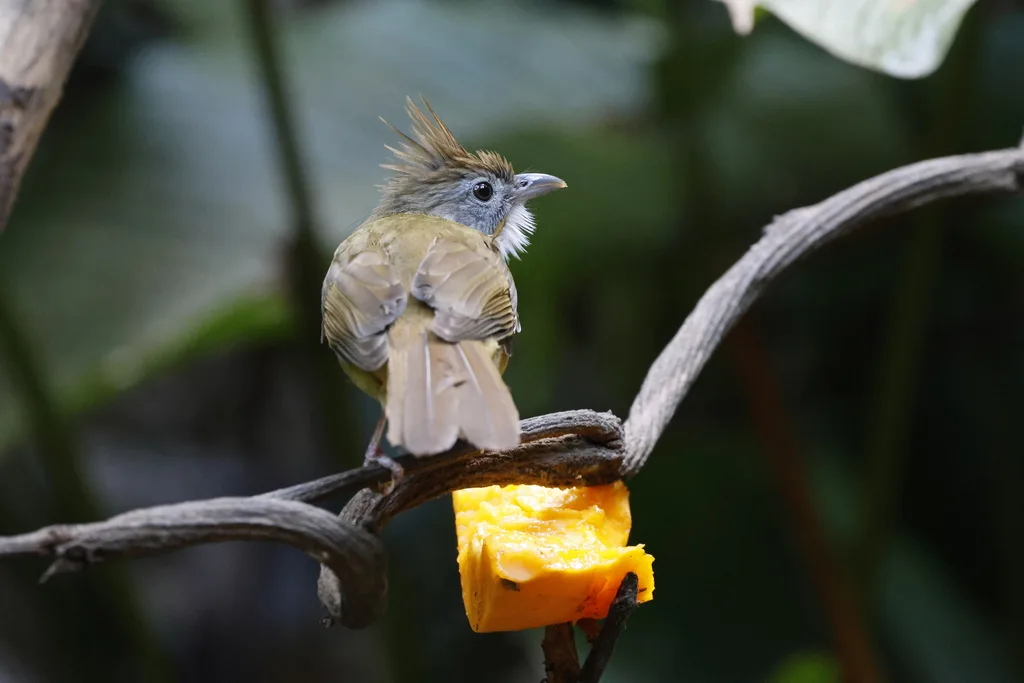 白喉冠鹎(Alophoixus pallidus)