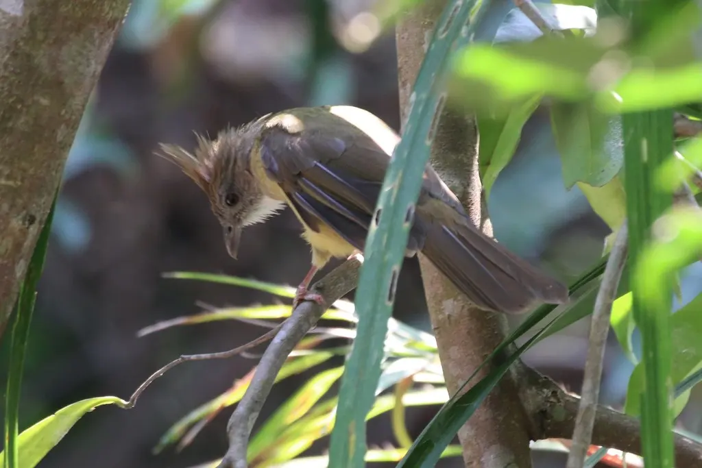 白喉冠鹎(Alophoixus pallidus)