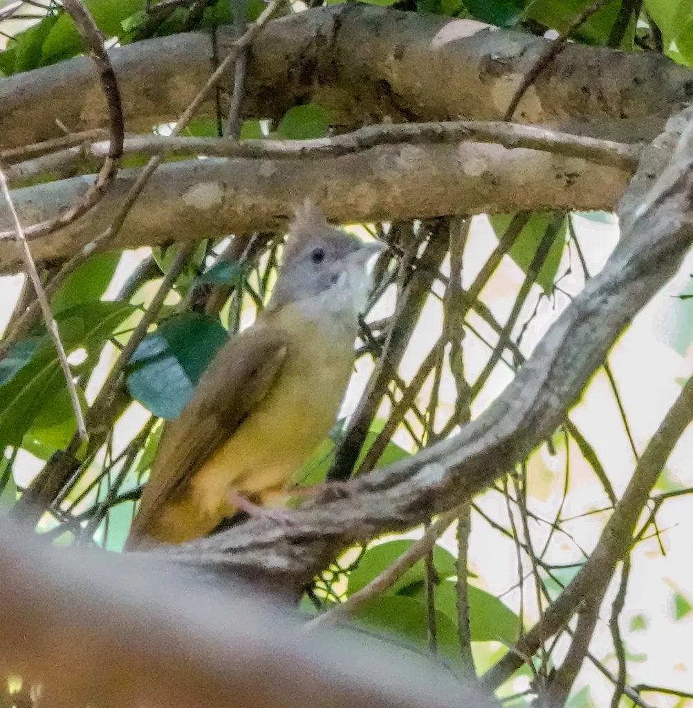 白喉冠鹎(Alophoixus pallidus)