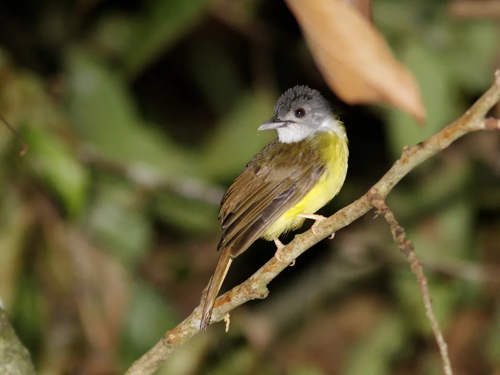 灰头冠鹎(Alophoixus phaeocephalus)