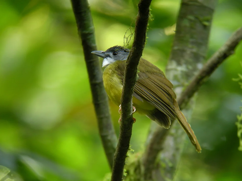 灰头冠鹎(Alophoixus phaeocephalus)