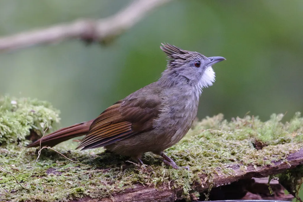 本南白喉褐冠鹎(Alophoixus ruficrissus)