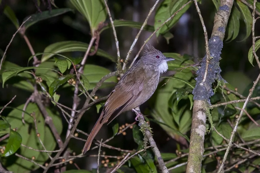 本南白喉褐冠鹎(Alophoixus ruficrissus)