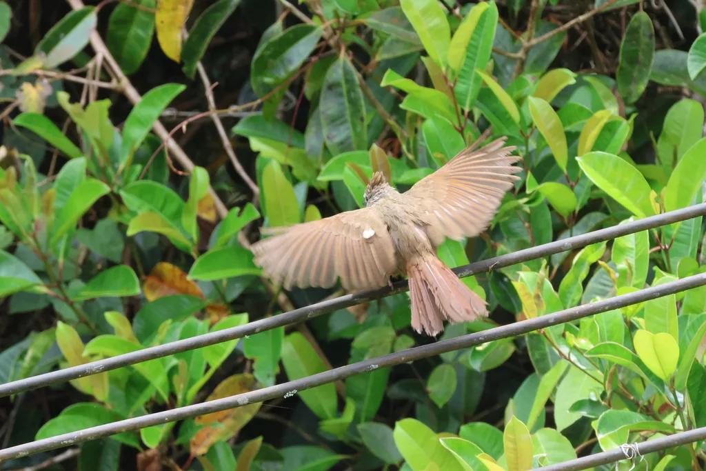 本南白喉褐冠鹎(Alophoixus ruficrissus)
