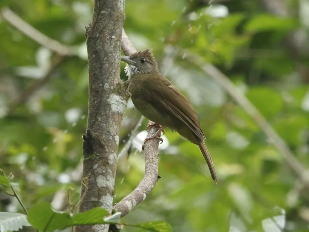 灰颊冠鹎(Alophoixus tephrogenys)
