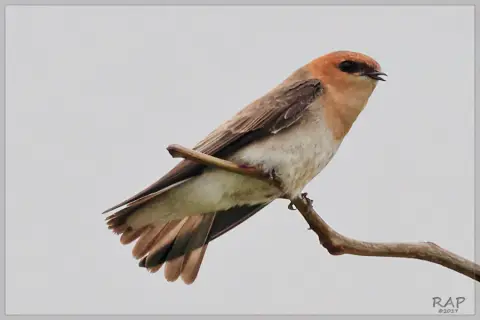 棕头燕
