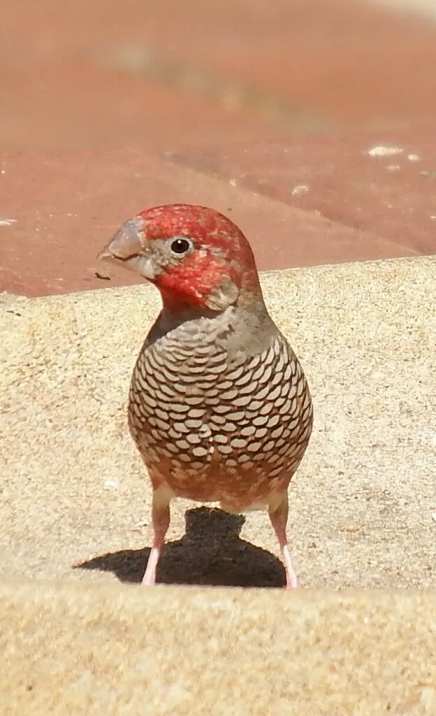 红头环喉雀(Amadina erythrocephala)