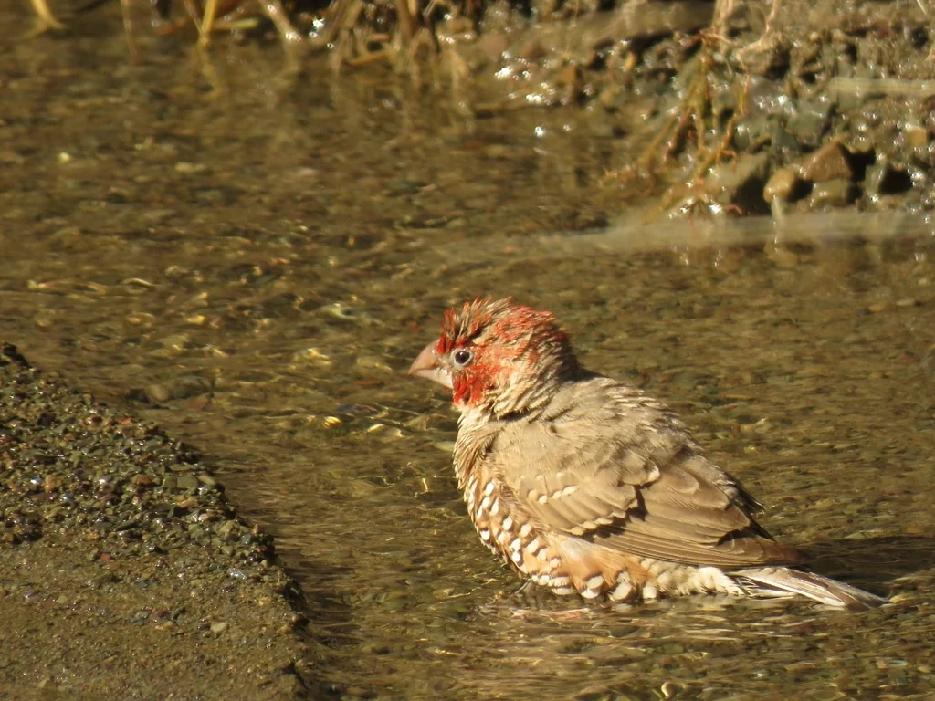 红头环喉雀(Amadina erythrocephala)