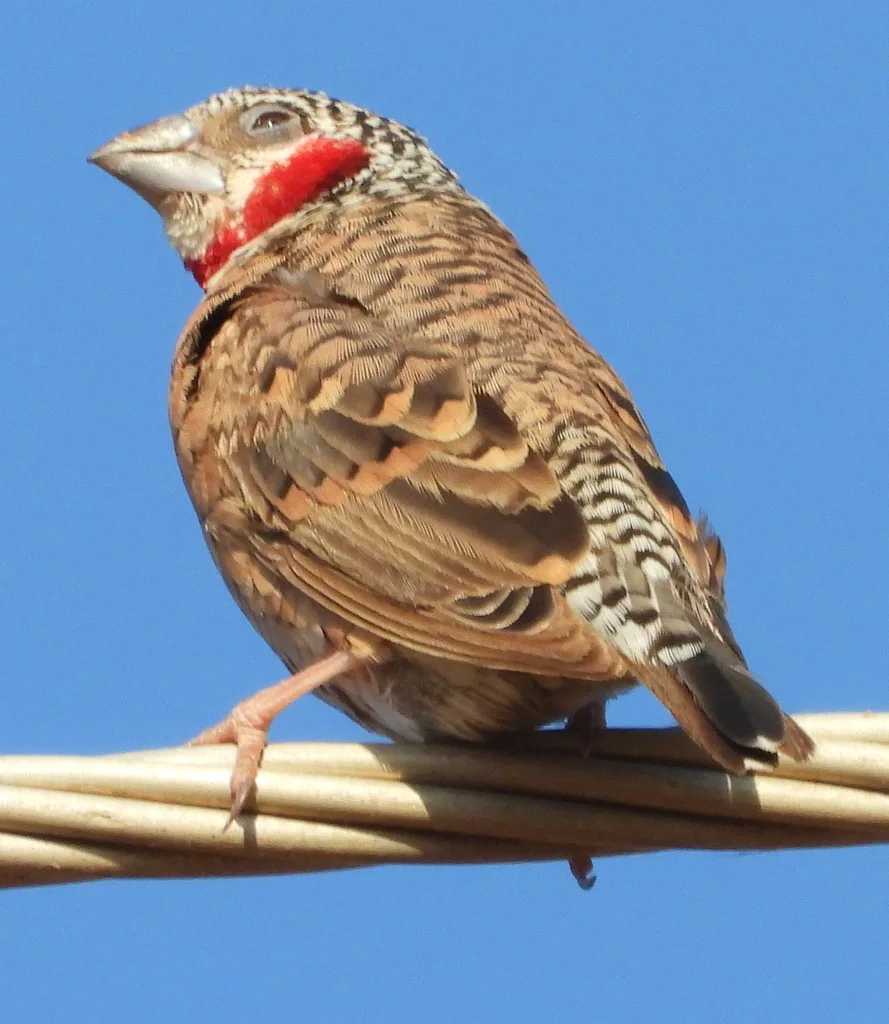 环喉雀（Amadina fasciata）