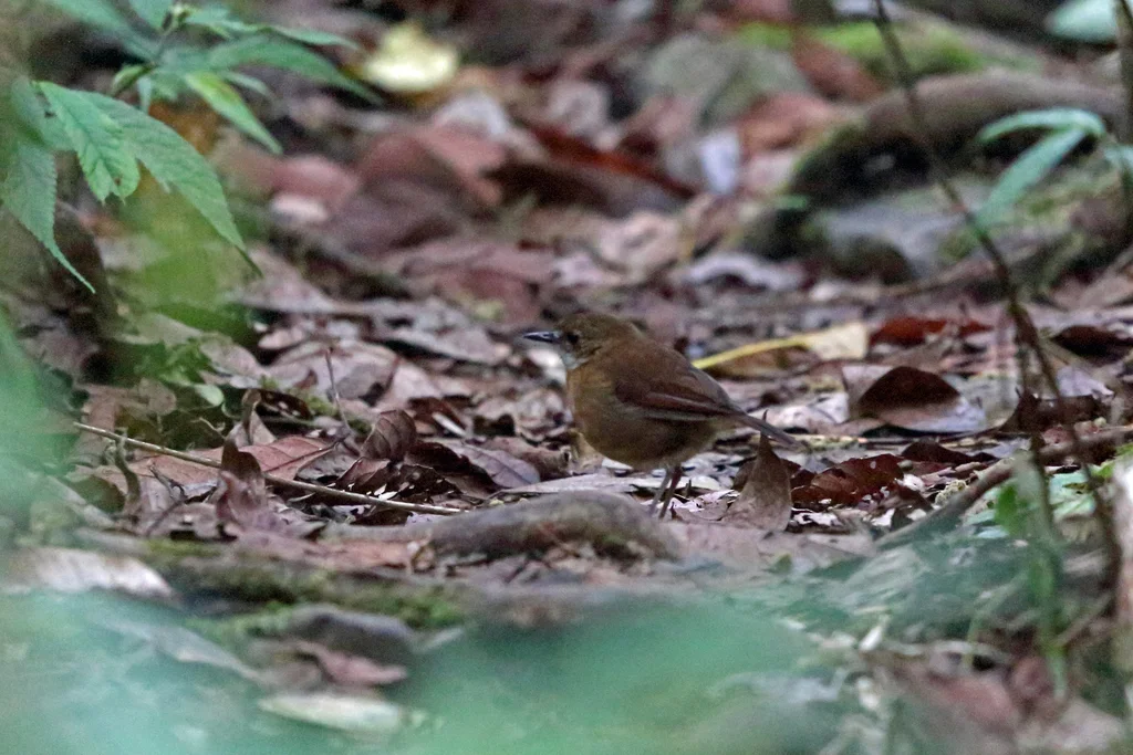 小地鸲(Amalocichla incerta)